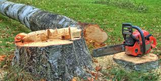 Best Tree Mulching  in Troy, NC