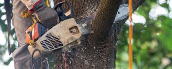 Best Tree Removal  in Troy, NC