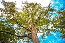 Professional Tree Care in Troy, NC