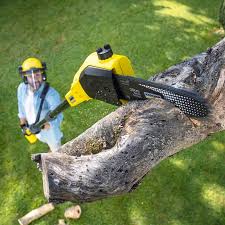 How Our Tree Care Process Works  in  Troy, NC