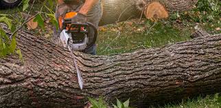 Best Stump Grinding and Removal  in Troy, NC