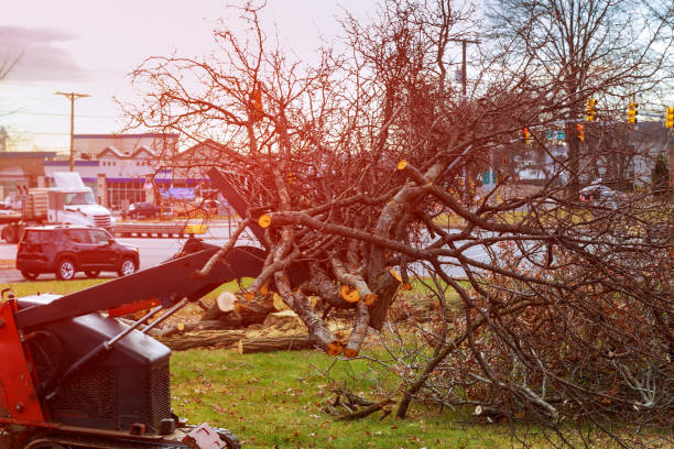 Best Tree and Shrub Care  in Troy, NC
