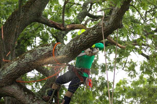 Best Mulching Services  in Troy, NC