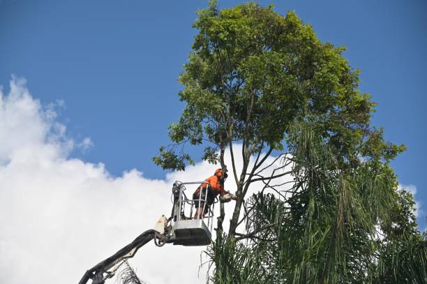 Best Aeration Services  in Troy, NC