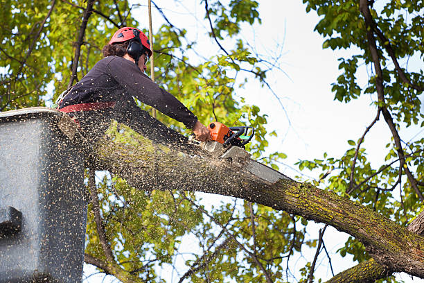 Best Utility Line Clearance  in Troy, NC
