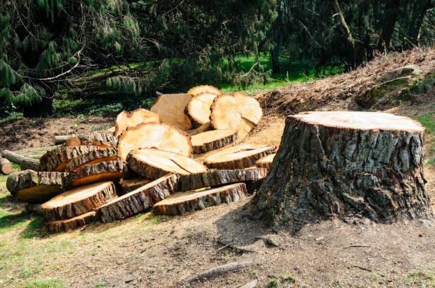 Best Firewood Processing and Delivery  in Troy, NC